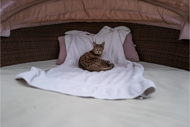 pipi de chat sur matelas: une serviette de bain